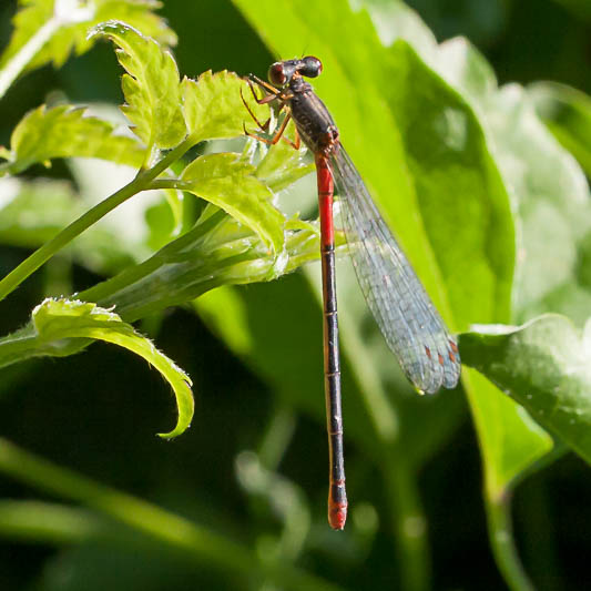 Ceriagrion tenellum female typica-2753.jpg